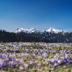 Crossing Borders A Journey Through Cultural Immersion in Redwood Highlands