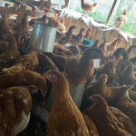 NAFDAC condemns use of counterfeit agrochemicals for farming, poultry