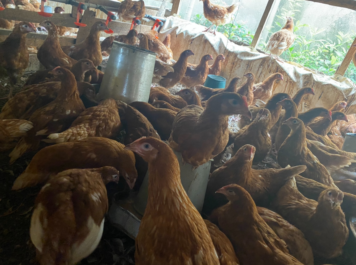 NAFDAC condemns use of counterfeit agrochemicals for farming, poultry