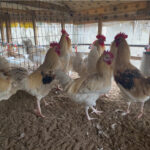 Virologists warn of new pandemic, seek global action