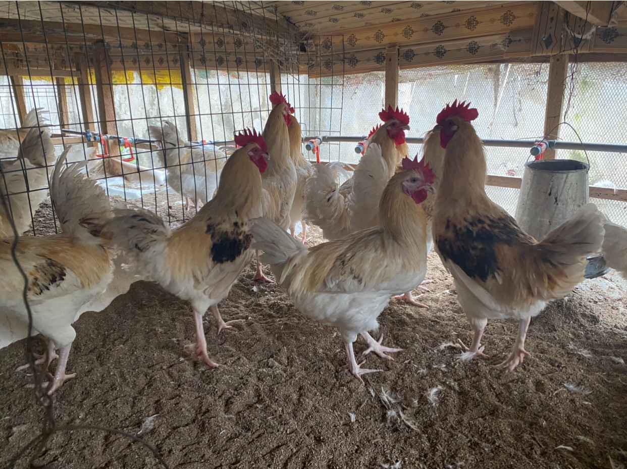 Virologists warn of new pandemic, seek global action