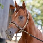 Man Fined 1.5 Million Naira After Being Caught Having Sex With Horse