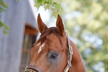 Man Fined 1.5 Million Naira After Being Caught Having Sex With Horse