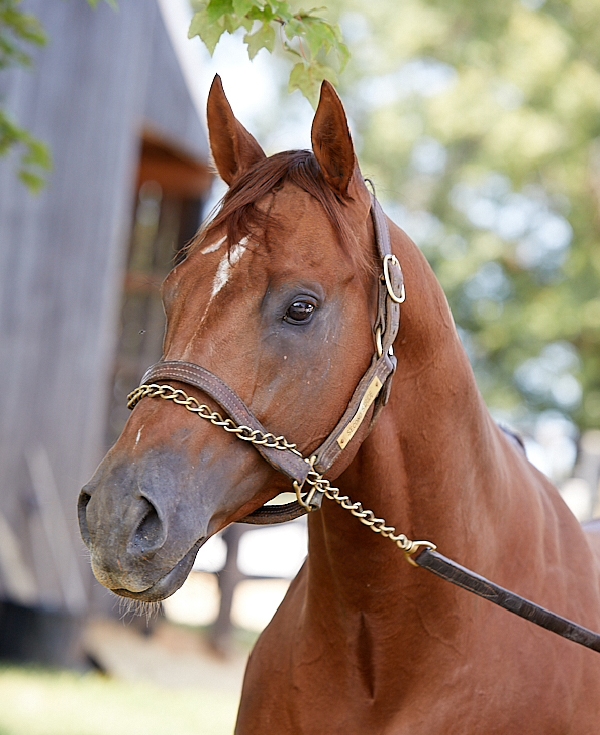 Man Fined 1.5 Million Naira After Being Caught Having Sex With Horse